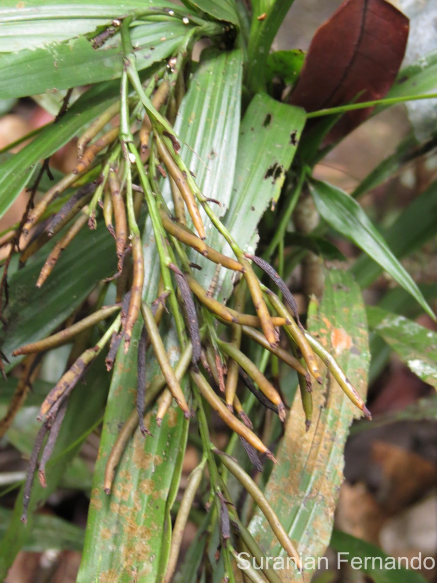 Apostasia wallichii R.Br.